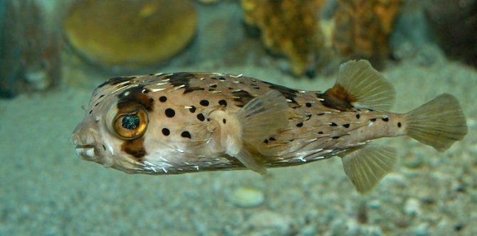 длинноиглая рыба-ёж (Diodon holokanthus)