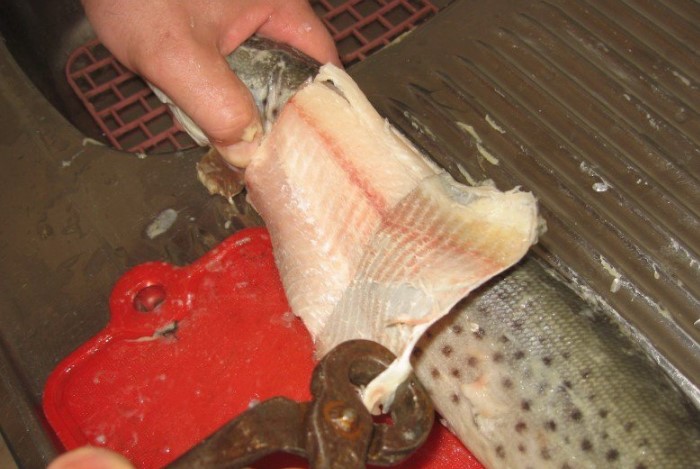 Благодаря такому способу можно снять кожу с рыбы, будто чулок/ Фото: kaifolog.ru
