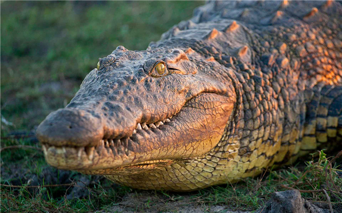 Голова и морда нильского крокодила