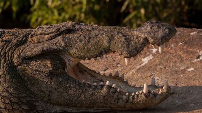 Челюсть нильского крокодила