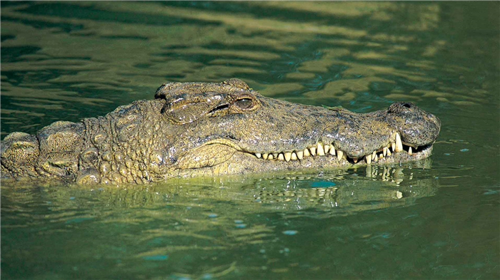 Нильский крокодил притаился в воде
