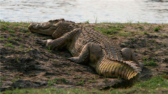 Нильский крокодил впадает летом в спячку