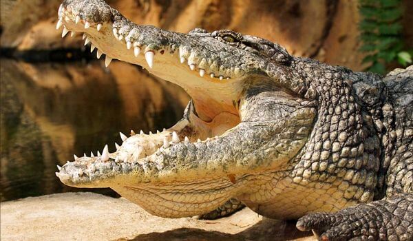 Фото: Большой нильский крокодил