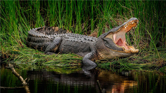 Как выглядит нильский крокодил