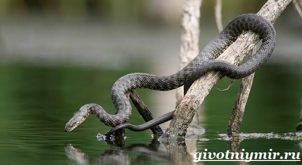 Уж-змея-Образ-жизни-и-среда-обитания-ужа-4