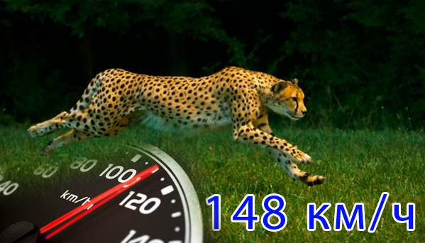Сколько скорость гепарда. Максимальная скорость гепарда. Гепард скорость бега. Максимальная скорость Гепар. Скорость леопарда.