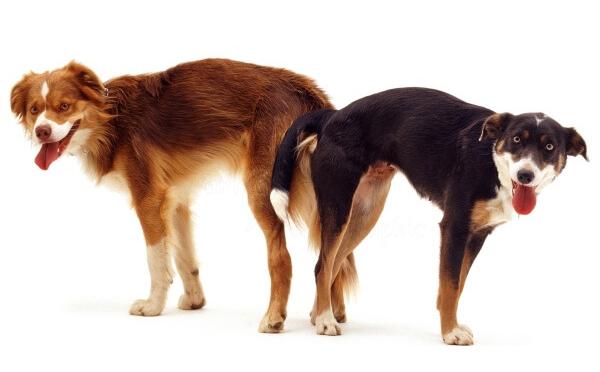 Половой орган увеличивается в размере и собаки буквально слипаются