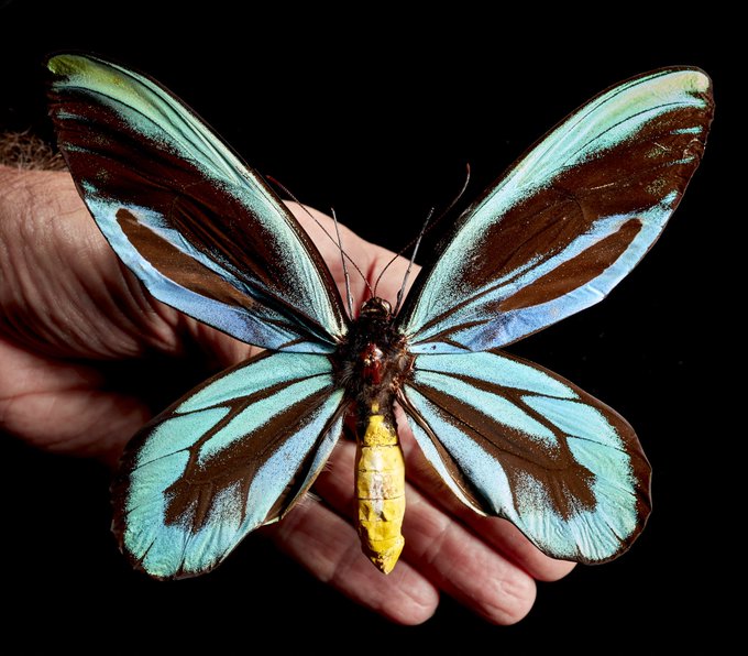 большие бабочки виды, махаон, размер бабочки насекомое, крылья
