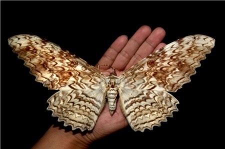 Тизания агриппина - одна из самых больших бабочек в мире