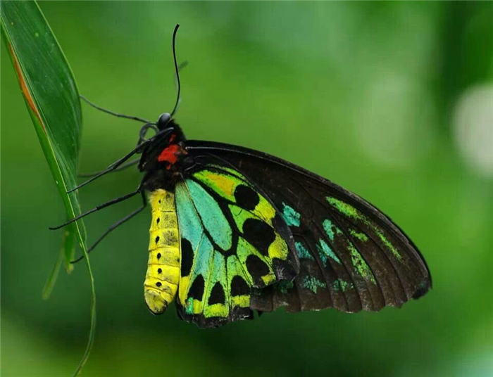 большие бабочки виды, махаон, размер бабочки насекомое, крылья
