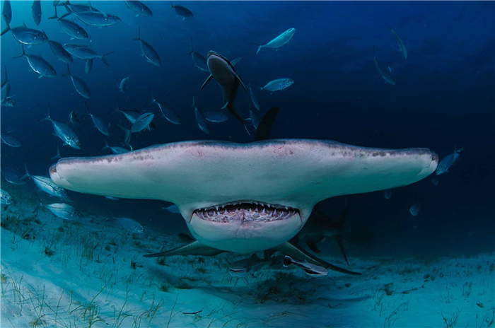 Зубы акулы-молот