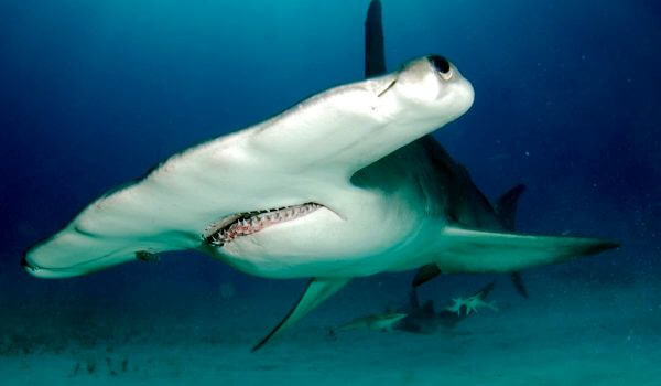 Фото: Гигантская акула молот