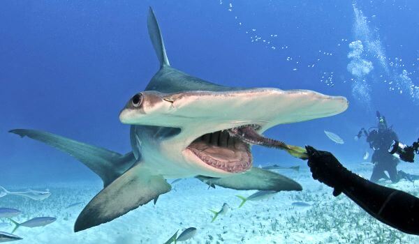 Фото: Большая акула молот