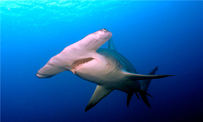 Молот гигантской акулы