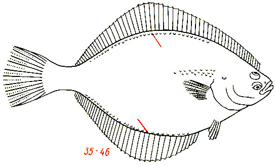 Platichthys flesus - европейская речная камбала