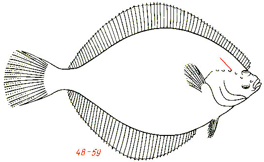 Pleuronectes platessa - морская камбала