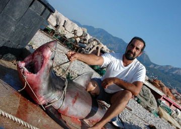 Адриатическое море - акулы пугают туристов. Италия, Черногория, Хорватия