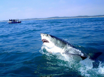 Акулы в Эгейском море: есть ли здесь акулы и нападают ли они в Турции и Греции?