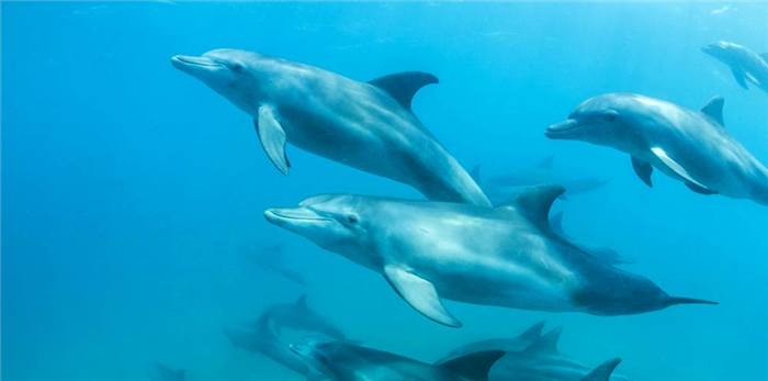 Дельфин Афалина обитает в Черном море