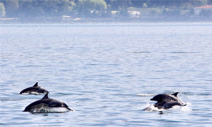 Виды дельфинов Черного моря