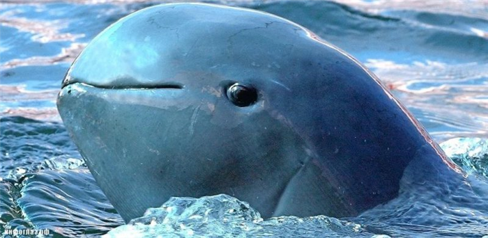 Фотография: 7 неприятных фактов о дельфинах, которые изменят ваше к ним отношение №10 - BigPicture.ru