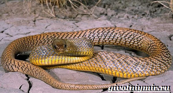 Тайпан-змея-Образ-жизни-и-среда-обитания-змеи-тайпан-8