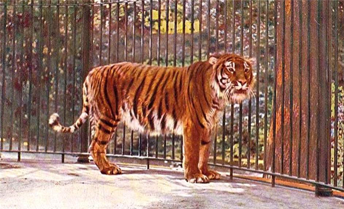 По современным молекулярно-генетическим данным, этот подвид практически идентичен амурскому тигру.
