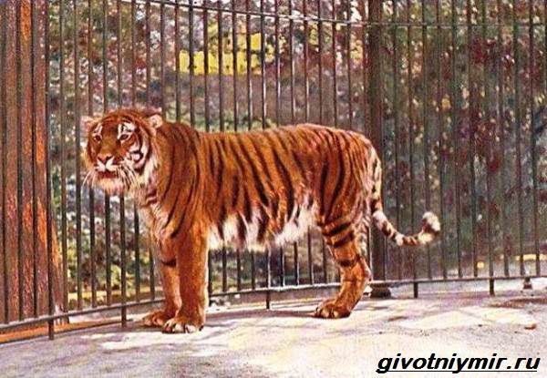 Туранский-тигр-Описание-особенности-среда-обитания-туранского-тигра-3