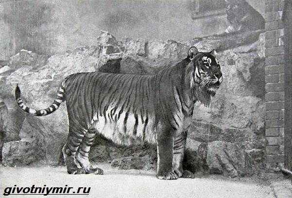 Туранский-тигр-Описание-особенности-среда-обитания-туранского-тигра-2