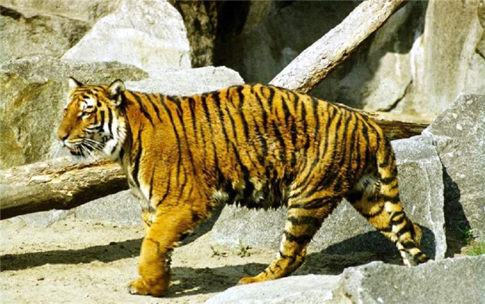 Последний раз тигра видели в дельте Амударьи в 1957 году.