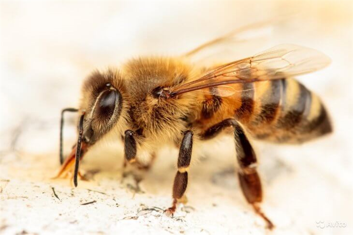 медоносная пчела 