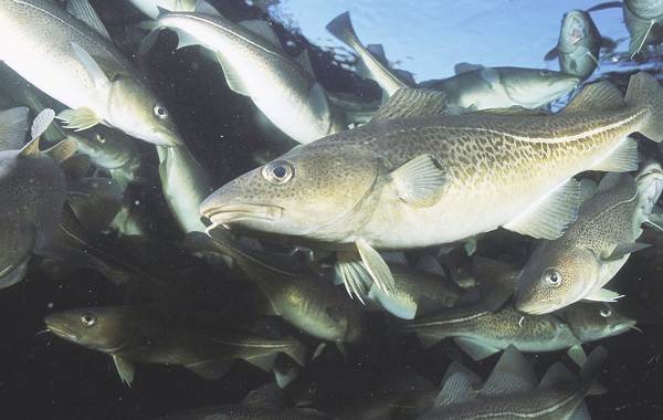 Треска-рыба-Описание-особенности-виды-образ-жизни-и-среда-обитания-трески-2