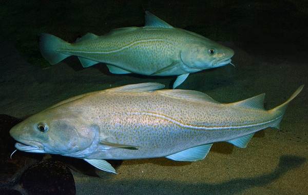 Треска-рыба-Описание-особенности-виды-образ-жизни-и-среда-обитания-трески-7