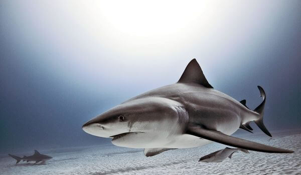Фото: Бычья тупорылая акула
