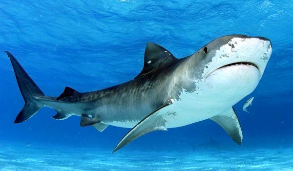Фото: Тупорылая акула в воде