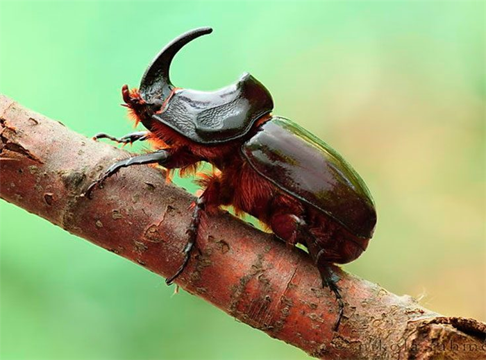 Естественные враги жуков