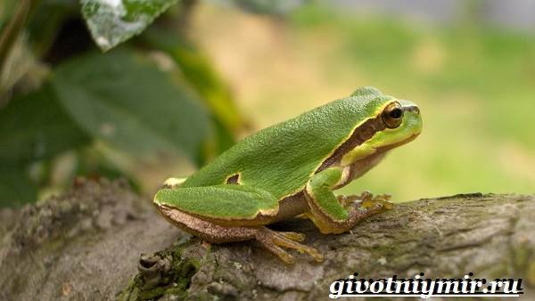 Древесная-лягушка-Образ-жизни-и-среда-обитания-древесной-лягушки-7