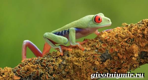 Древесная-лягушка-Образ-жизни-и-среда-обитания-древесной-лягушки-8