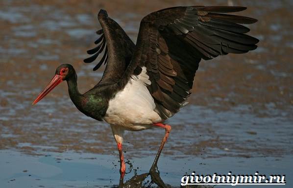 Черный-аист-птица-Образ-жизни-и-среда-обитания-черного-аиста-5