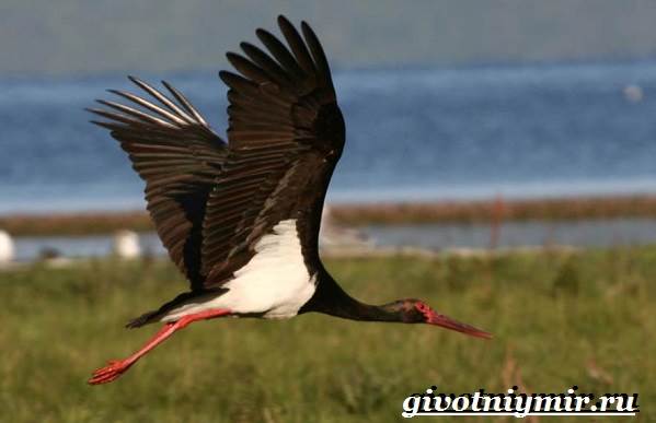 Черный-аист-птица-Образ-жизни-и-среда-обитания-черного-аиста-4