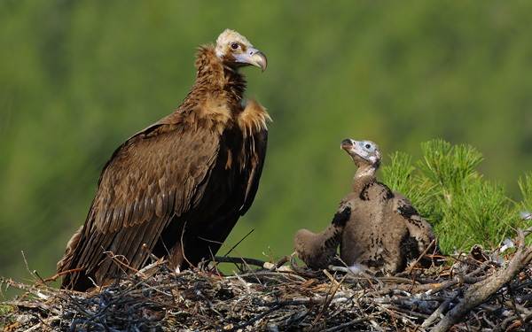 Гриф-птица-Описание-особенности-виды-образ-жизни-и-среда-обитания-грифа-17