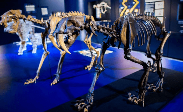 Скелеты саблезубов в музее