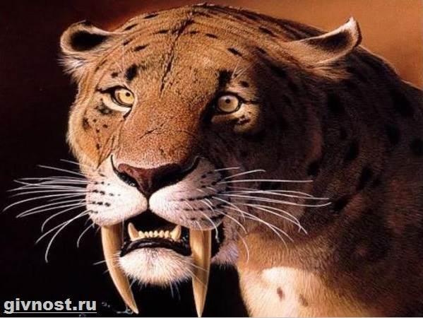 Саблезубый-тигр-Описание-особенности-и-среда-обитания-саблезубых-тигров-4