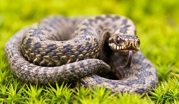 Фото: Ямкоголовая гремучая змея