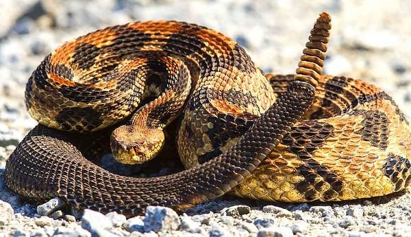 Гремучая-змея-Описание-особенности-виды-образ-жизни-и-среда-обитания-гремучей-змеи-22