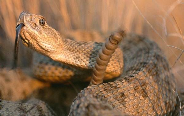 Гремучая-змея-Описание-особенности-виды-образ-жизни-и-среда-обитания-гремучей-змеи-21