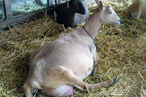 Увеличение живота у козы