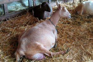 Ложная беременность у козы