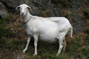 Беременная коза