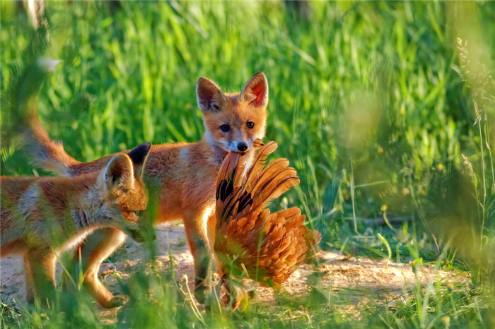 Чем питаются лисицы